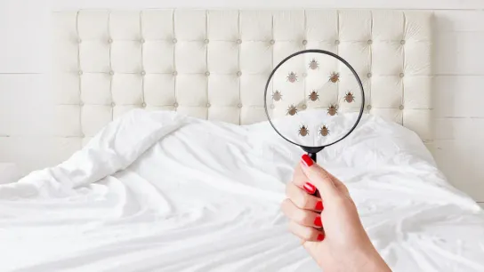 The Dirty Truth About Your Comforter (And Why Your Body Is Begging You to Wash It)